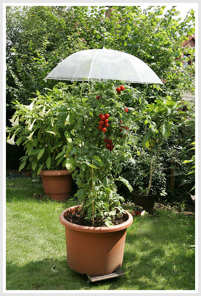 Tomato plant in a large planter, covered with an umbrella.