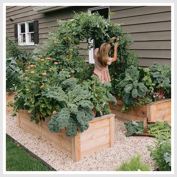 A woman taking care of a vegetable garden.