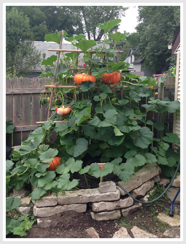 Pumpkins growing in an outdoor garden next to a house