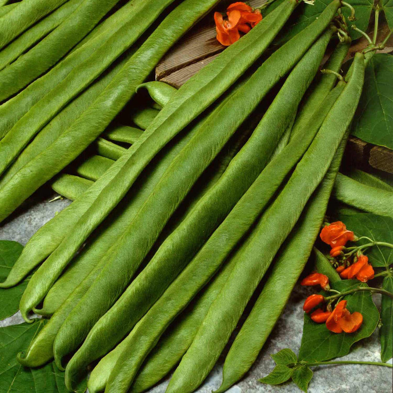 Runner Bean Scarlet Emperor Organic Seeds Marshalls Garden