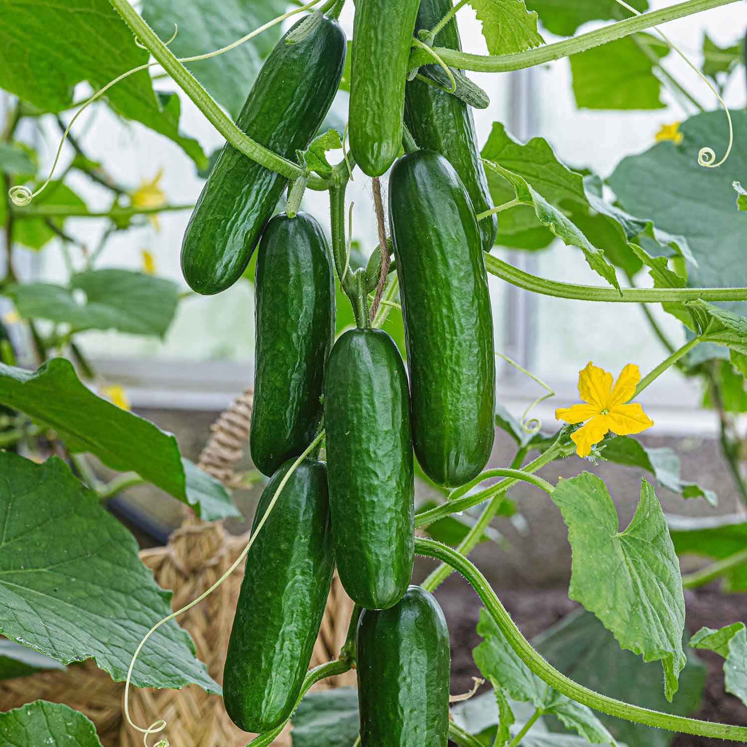 Buy Cucumber Picolino 3 Grafted Plants Online Marshalls Marshalls Garden 