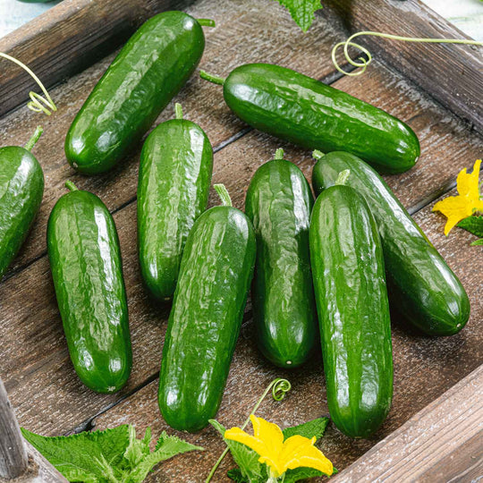 Buy Cucumber Picolino 3 Grafted Plants Online Marshalls Marshalls Garden 