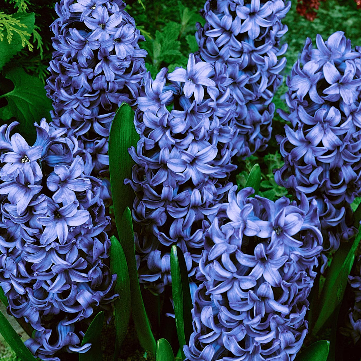 Buy Hyacinth Delft Blue- Indoor (prepared) Hyacinth Bulbs online