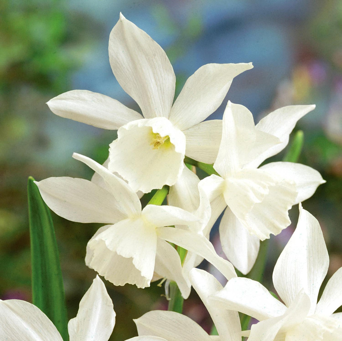 Buy Narcissus Thalia - Daffodil Bulbs online | Marshalls