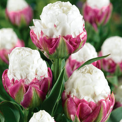 Tulip 'Fancy Frills' - 10 Bulbs