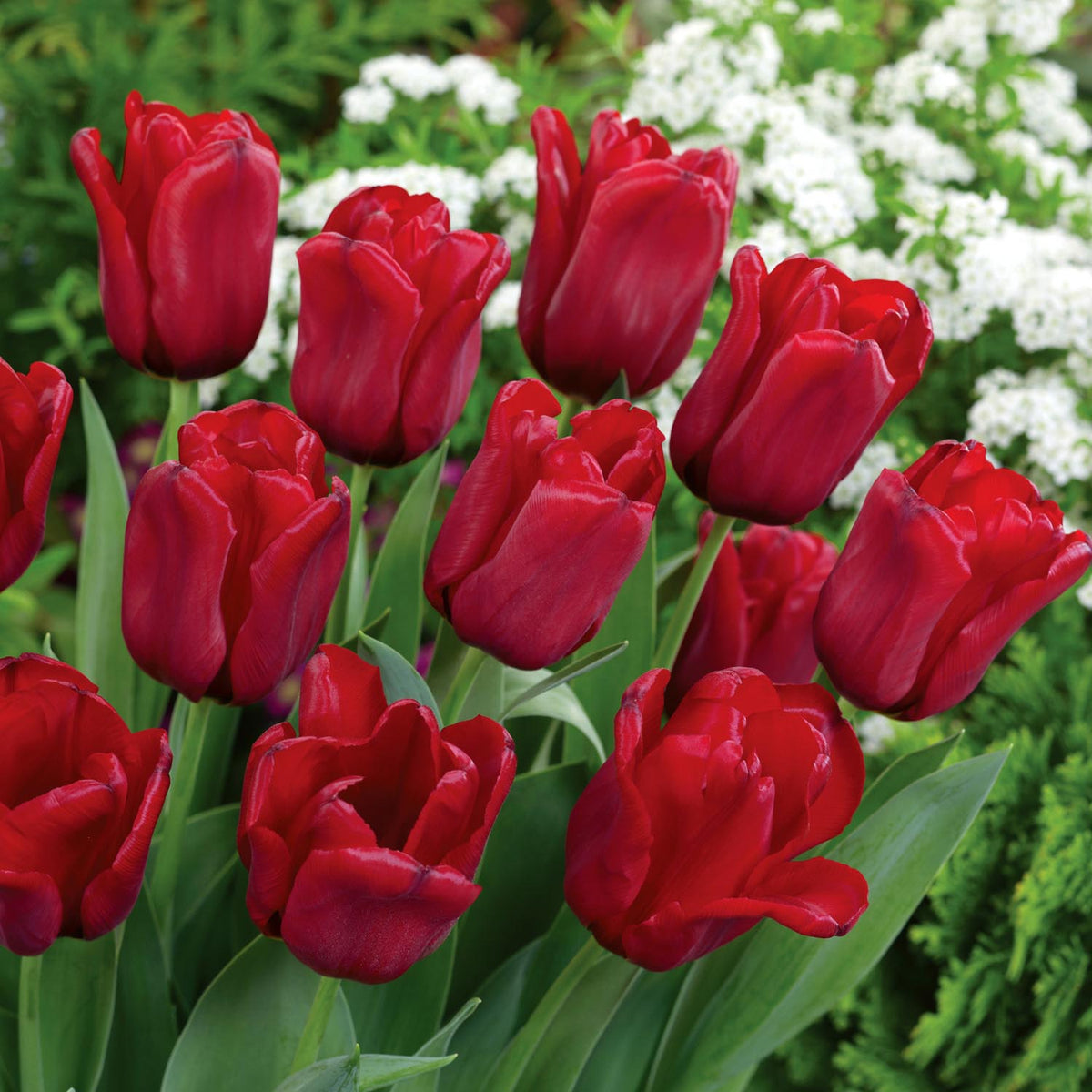 Buy Tulip Seadov Tulip Bulbs online Marshalls