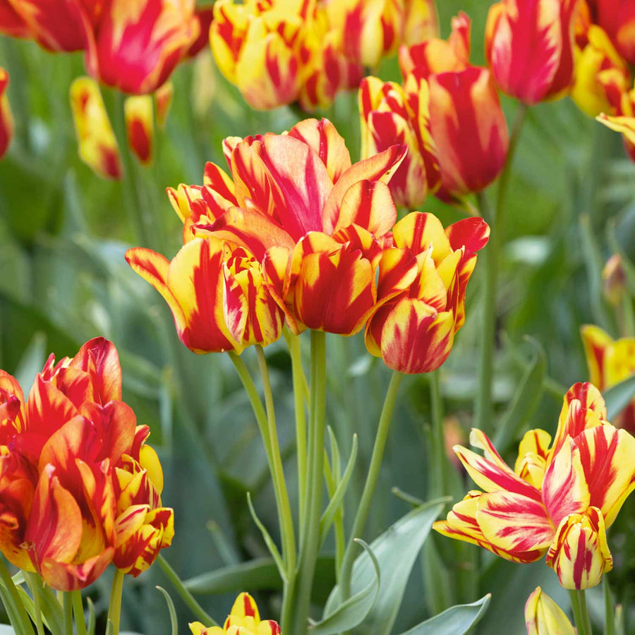 Buy Tulip Wonder Club 12 Bulbs Online | Marshalls