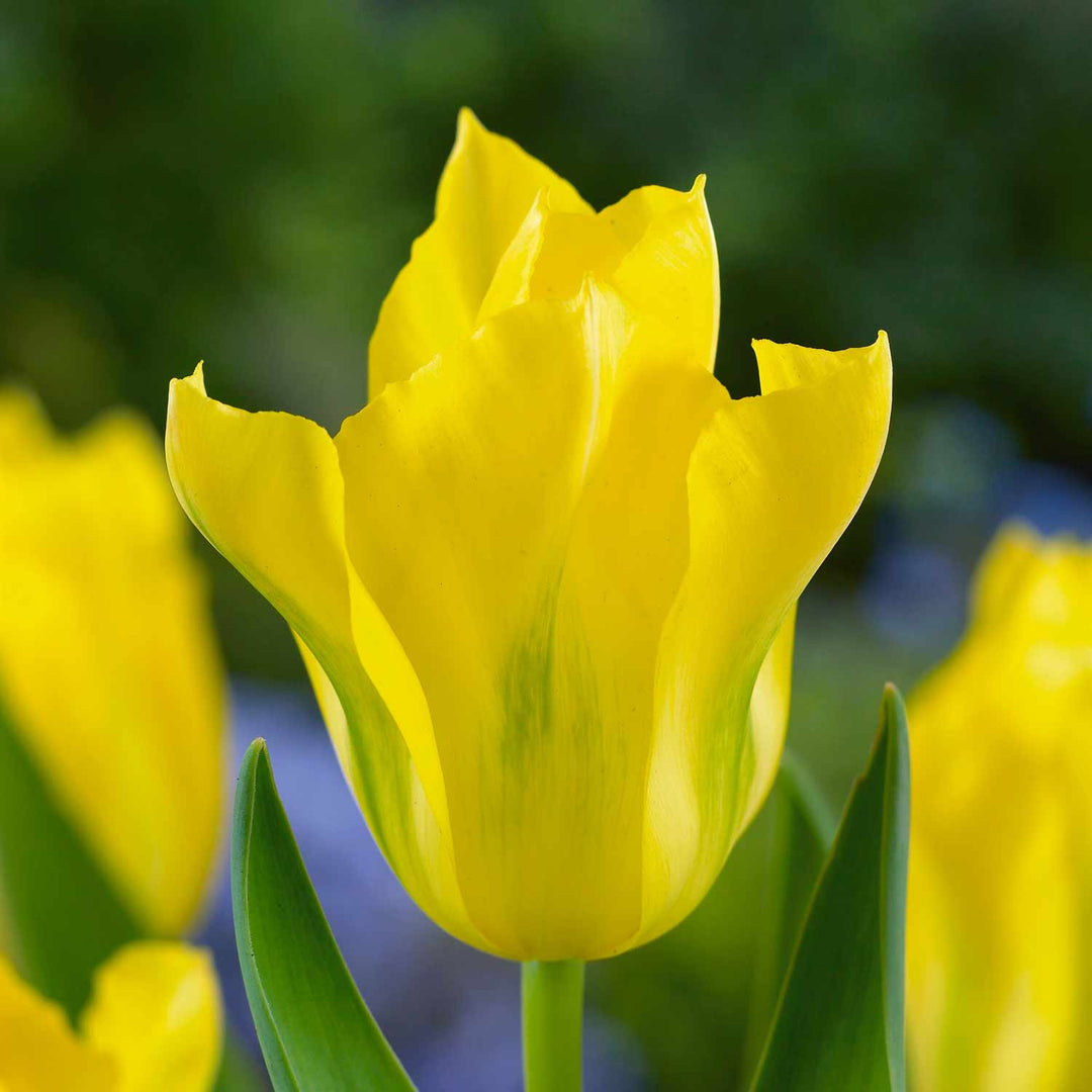 Buy Tulip Yellow Spring Green 12 Bulbs Online | Marshalls