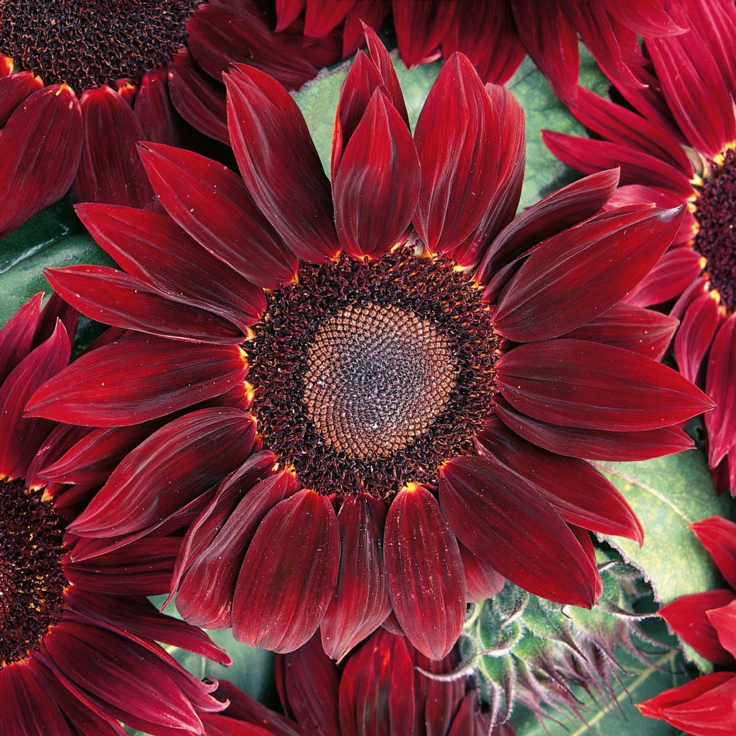 Buy Sunflower Rouge Royale online | Marshalls – Marshalls Garden