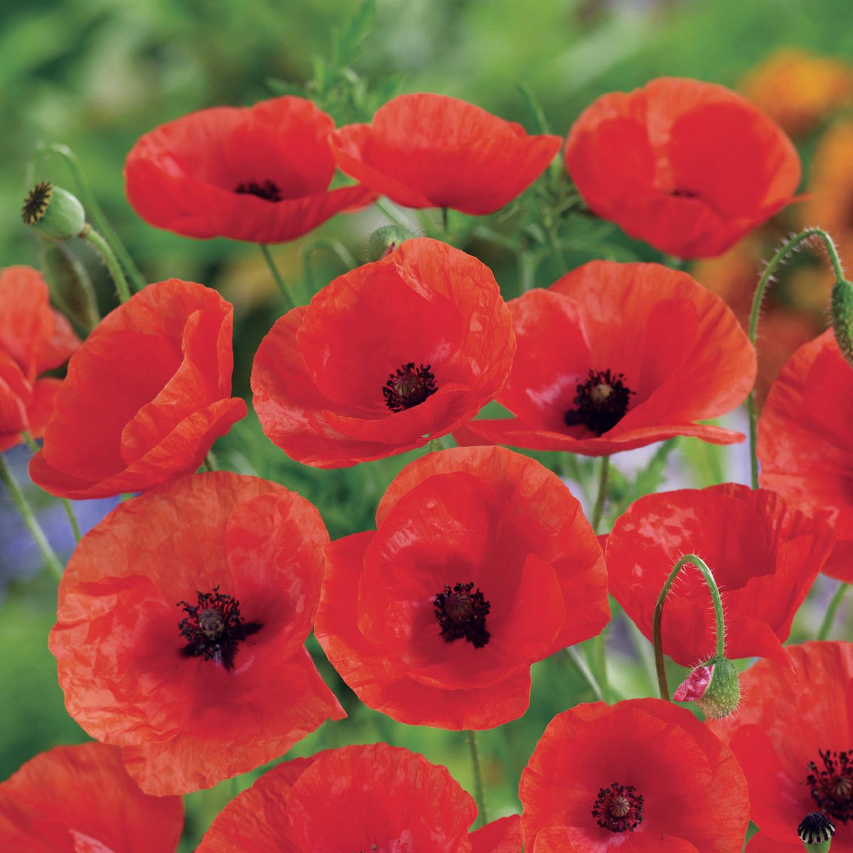 Buy Wildflower Corn Poppy - Seeds online | Marshalls