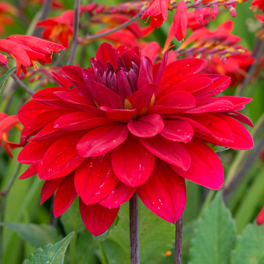 Buy Dahlia Arabian Night Tuber Online Marshalls