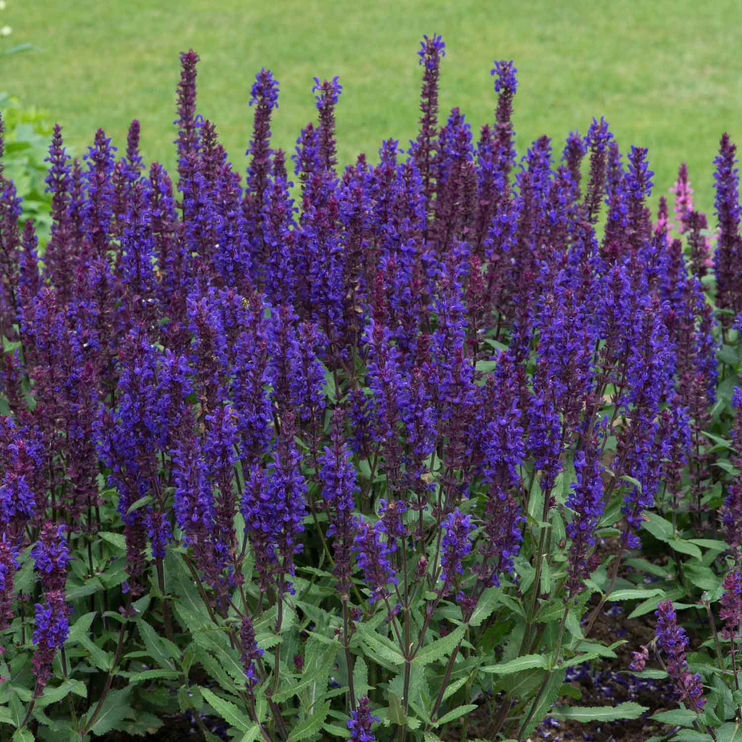 Buy Salvia Salvatore Blue 20 Seedlings Online | Marshalls – Marshalls ...