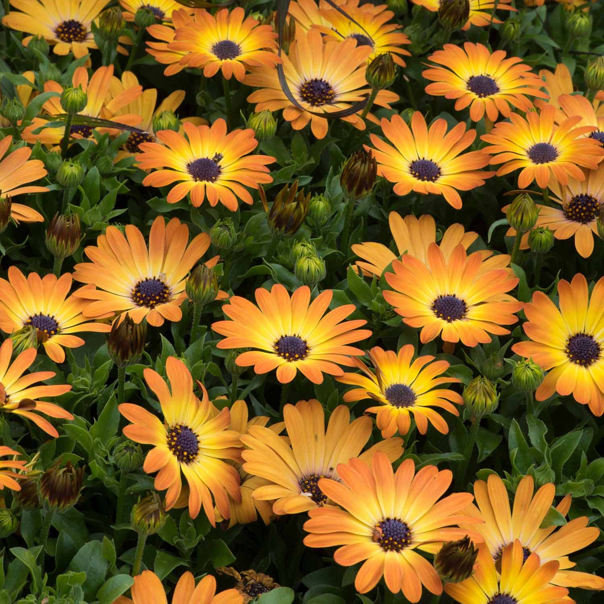 Buy Osteospermum Serenity Sunshine Beauty 6 Plants Online | Marshalls