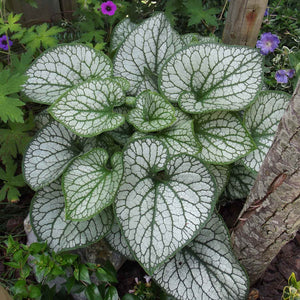 Image of Brunnera companion plant for wisteria