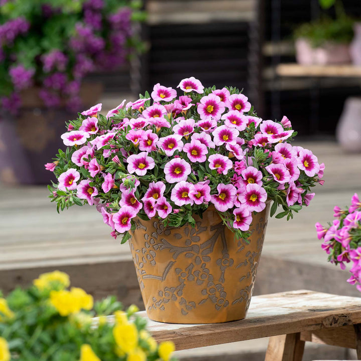 Buy Calibrachoa Cabaret Light Pink Eye Online | Marshalls – Marshalls ...