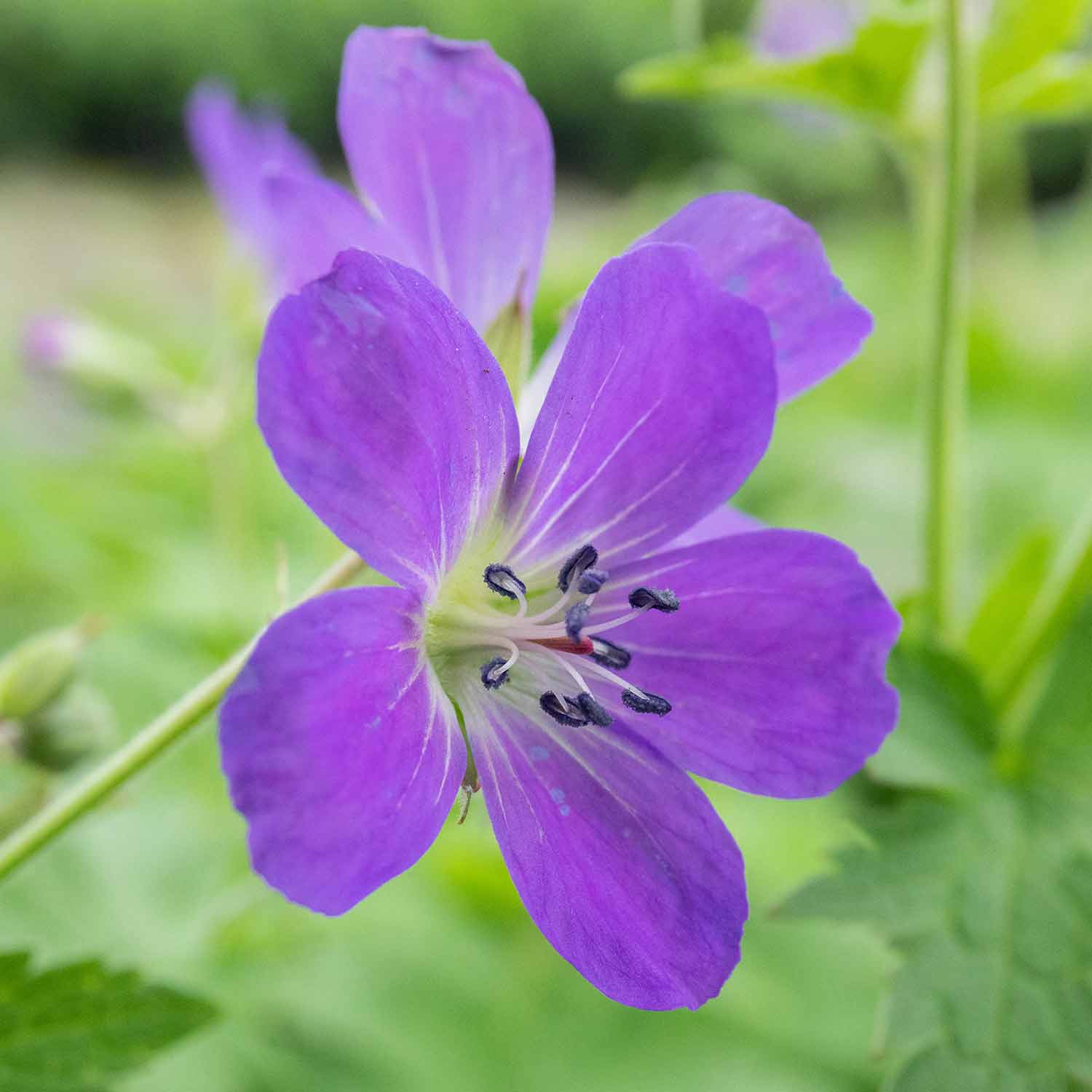 Buy Geranium sylvaticum Mayflower 9cm Plant | Marshalls – Marshalls Garden