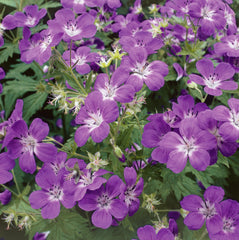 Buy Geraniums Pelargoniums Online Marshalls