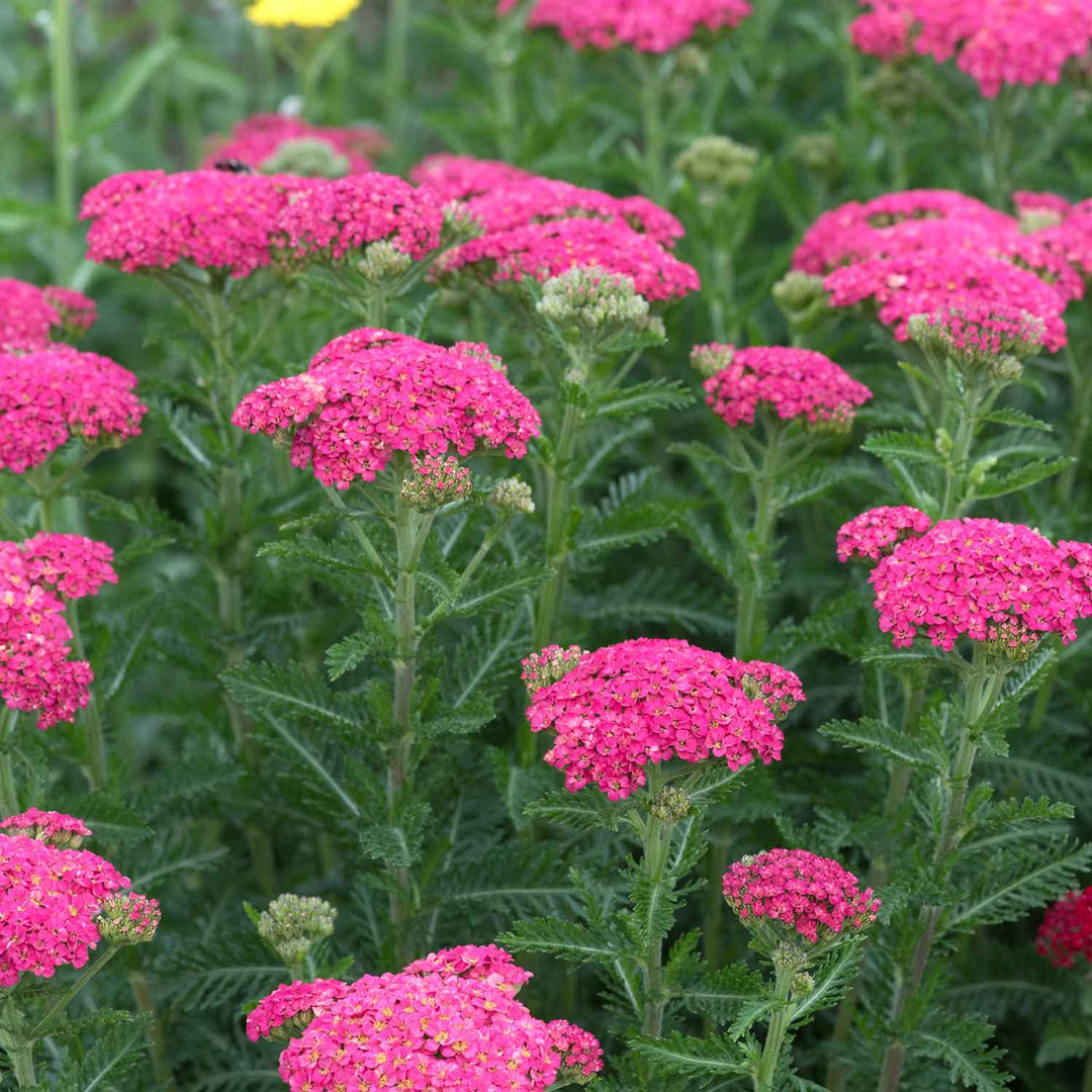 Buy Achillea Sassy Summer Taffy - 9cm Plant Online | Marshalls ...