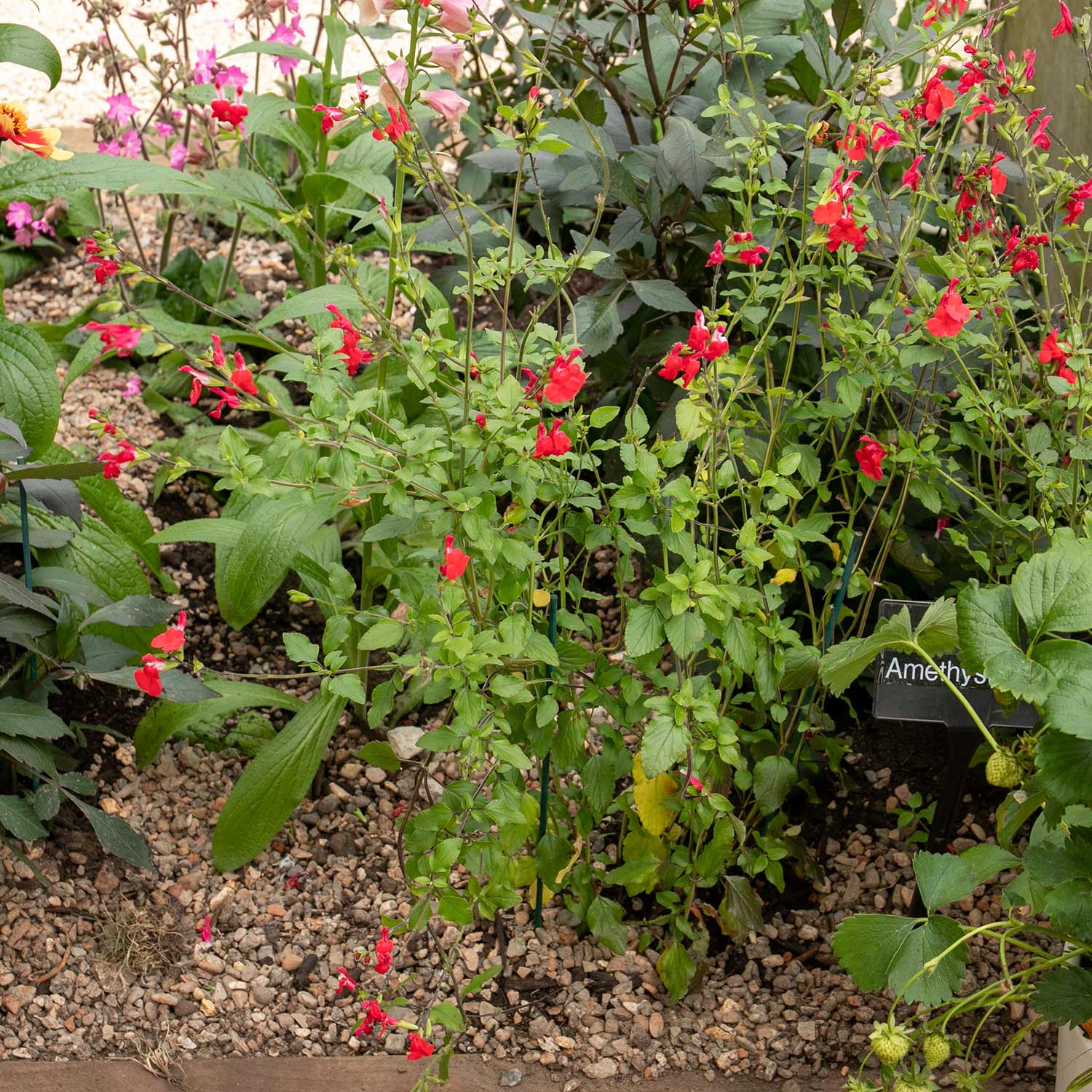 Salvia Hot Lips - 6 Garden Ready Plants – Marshalls Garden