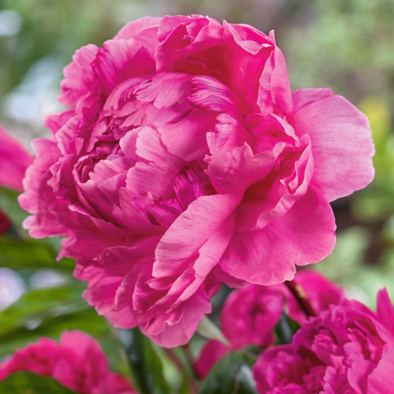 Paeonia Lactiflora Bunker Hill Peony 2 Ltr