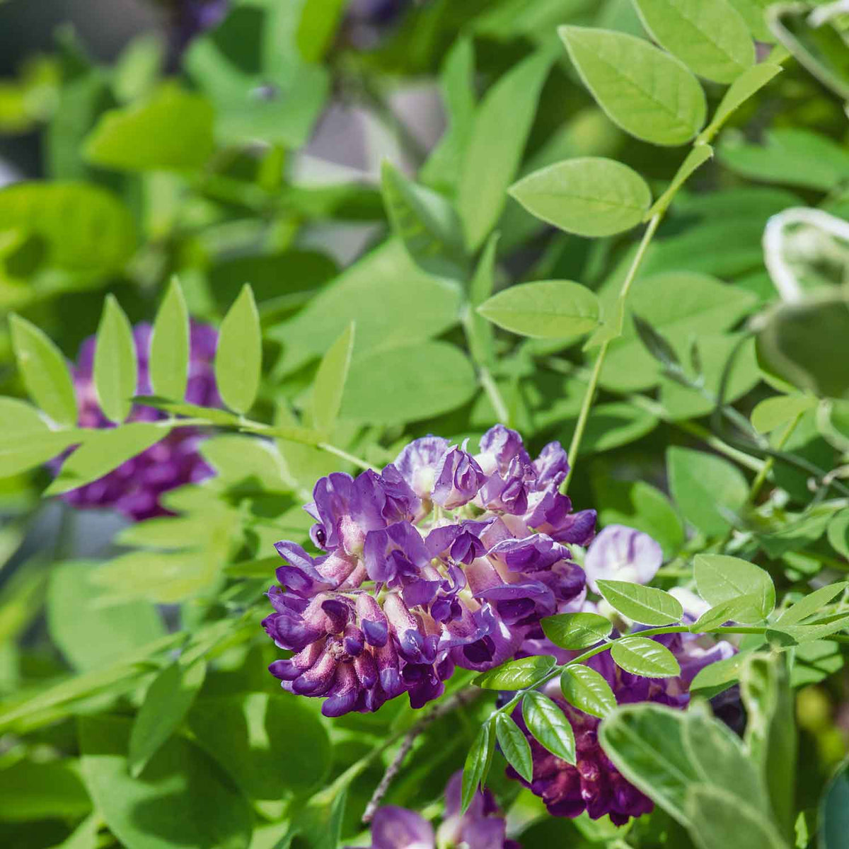 plants with purple flowers