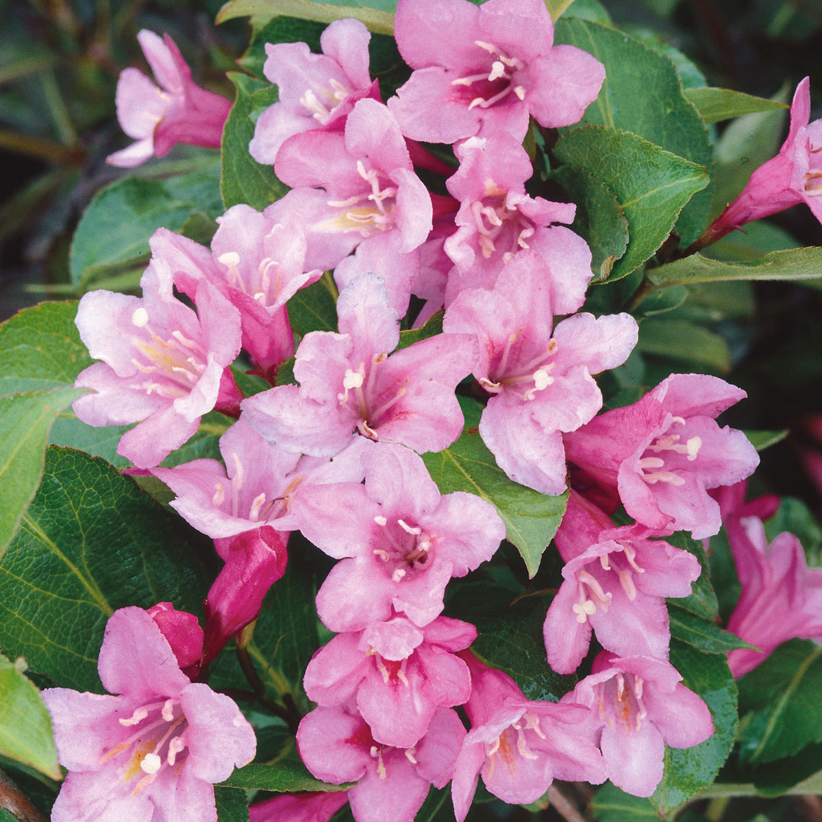 poppet weigela