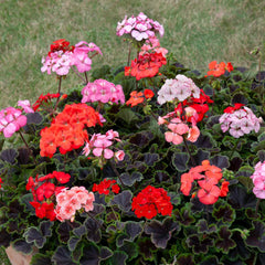 Buy Geraniums Pelargoniums Online Marshalls