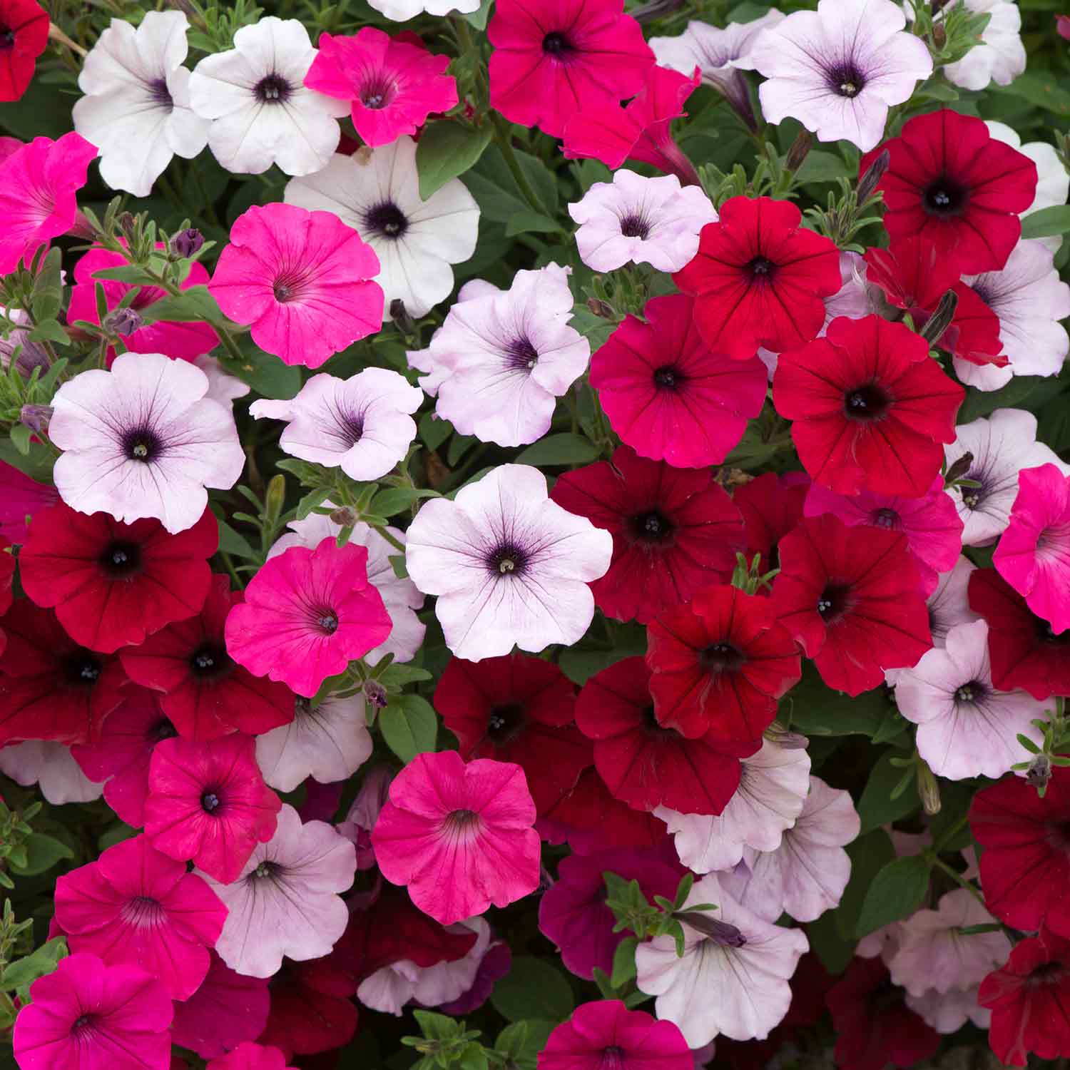 tidal wave petunia