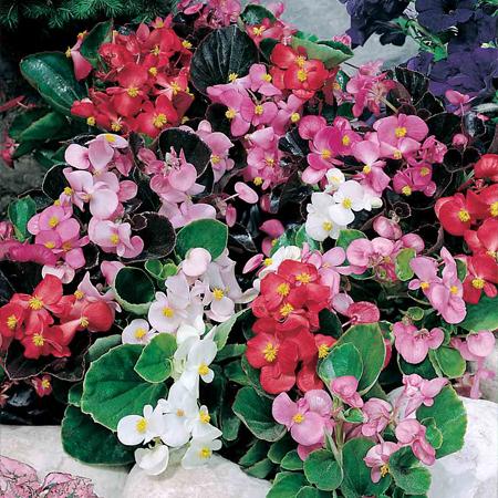 Buy Begonia Semperflorens Heaven Mix 20 Plants online | Marshalls –  Marshalls Garden
