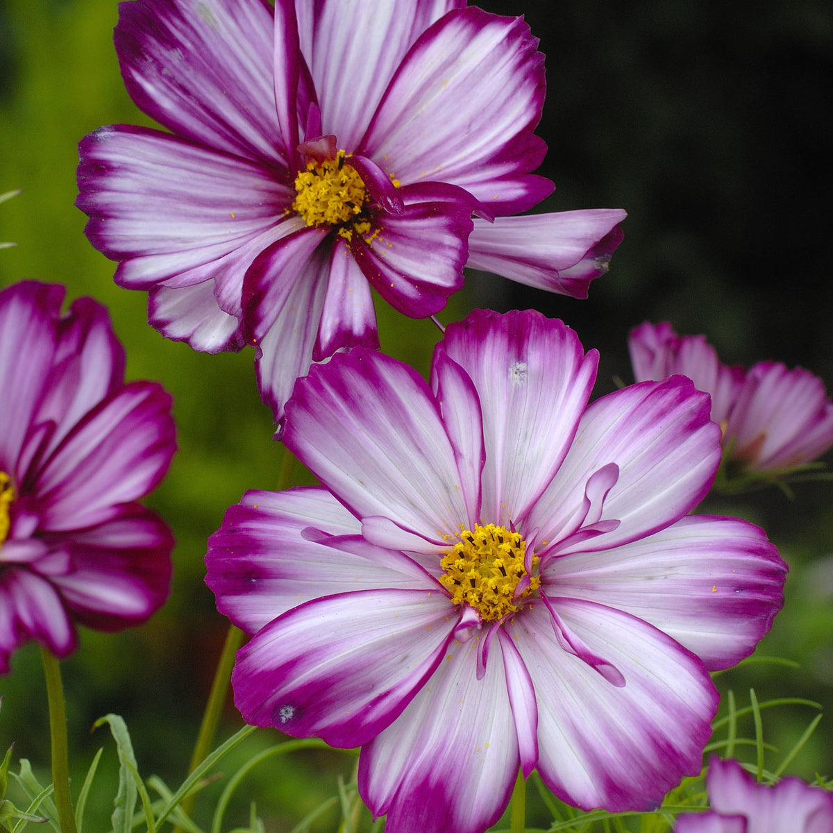 Buy Cosmos 'Fizzy Rose Picotee' - Seeds online | Marshalls – Marshalls  Garden