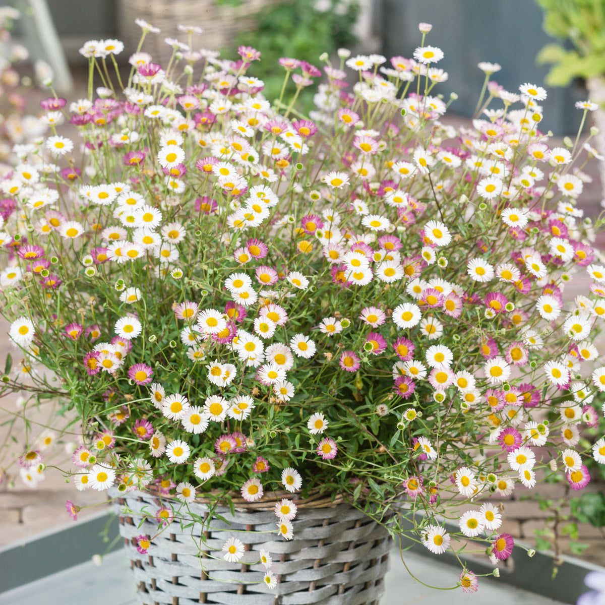 erigeron stallone karvinskianus