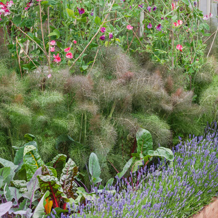 Image of Bronze fennel and lavender companion plants