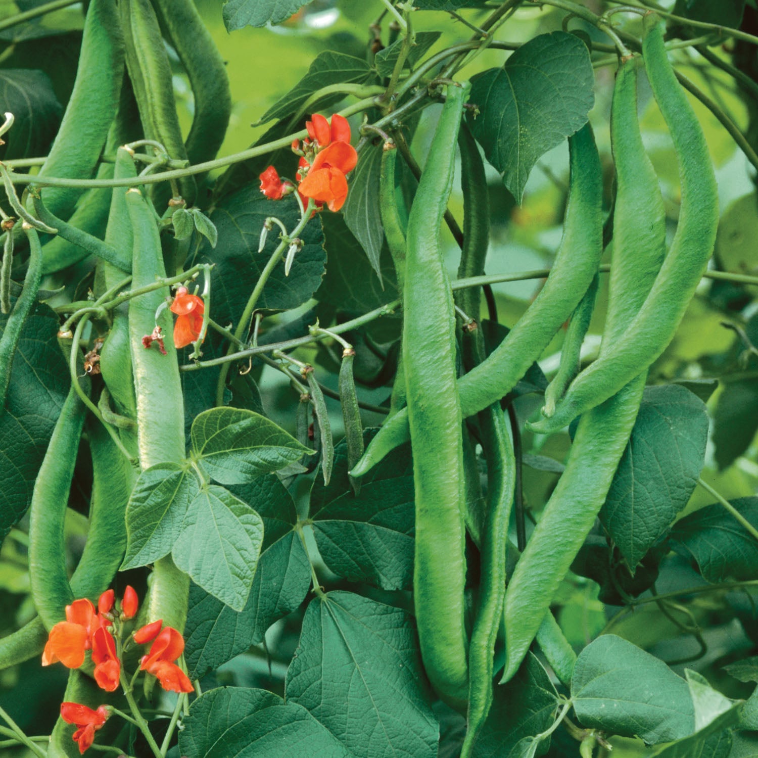 Buy Runner Bean Scarlet Emperor Organic Seeds Online Marshalls