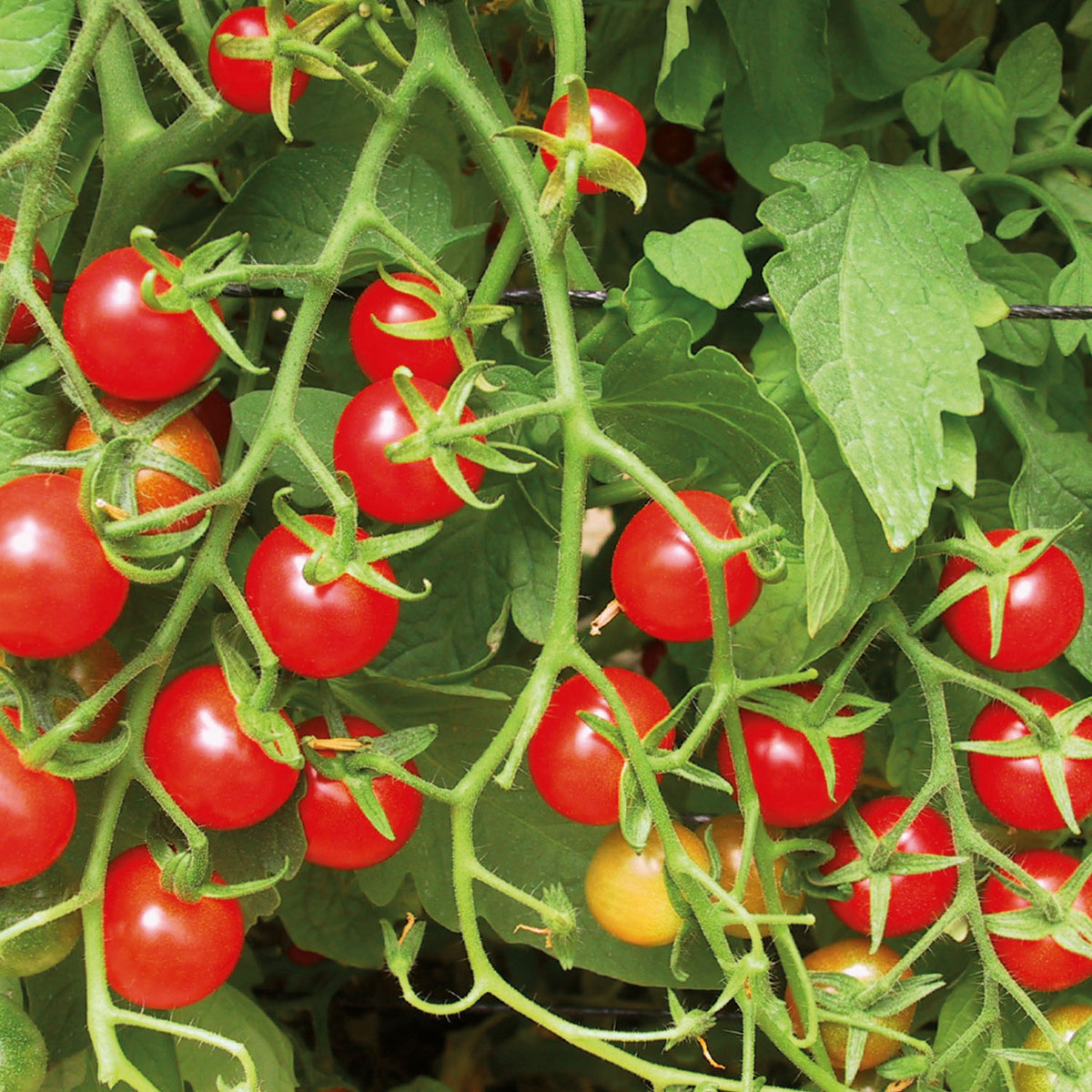 sweetie cherry tomato seeds