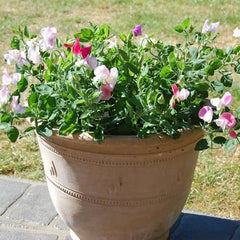 Buy Sweet Pea Plants Online Marshalls