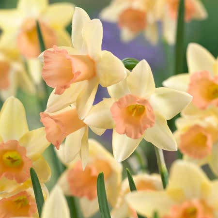 Buy Narcissus Blushing Lady - Daffodil Bulbs online | Marshalls