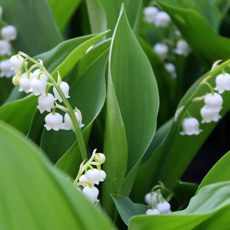 Buy Lily of the Valley x5 Pips online | Marshalls