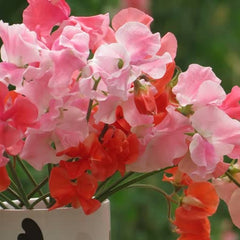 Buy Sweet Pea Plants Online Marshalls