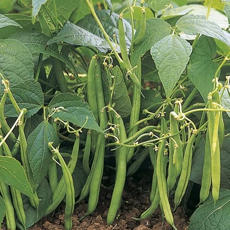 Buy French Bean (Dwarf) Delinel - Plants online | Marshalls – Marshalls ...