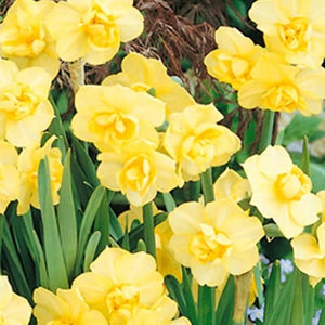 Buy Narcissus Fragrant Cheer Mix 50 Bulbs Online Marshalls