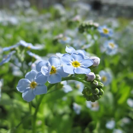 Buy Myosotis Scorpioides Pond Plant Online Marshalls