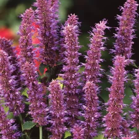 agastache silver blue