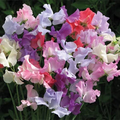 Buy Sweet Pea Plants Online Marshalls