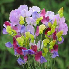 Buy Sweet Pea Plants Online Marshalls