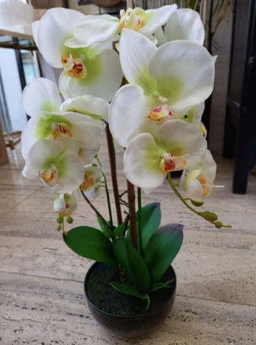 Orquídea alta en base negra – DyG Decoración