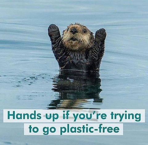An otter half immersed in water holding its hands up. Text over image that reads 'put your hands up if you're trying to go plastic free'