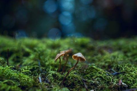 Recreational Mushrooms: How the Magic Happens