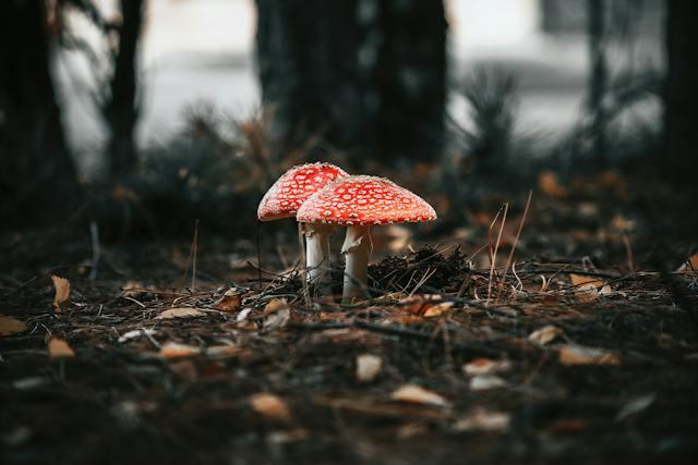 Amanita's Active Ingredients