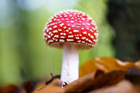 Single Amanita mushroom