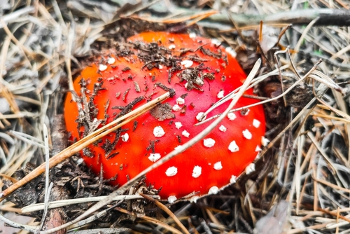 How Are Amanita Mushrooms Used in Gummies?